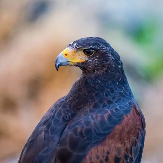 Очи в очи с най-красивите хищни птици в природата с Индивидуално авиошоу с грабливи птици за един човек от Makaroon