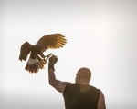 Запознайте се с хищните птици отблизо с  Групово шоу с мишелов на Харис и скален орел за един човек от Makaroon