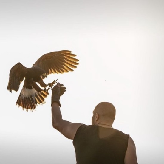 Запознайте се с хищните птици отблизо с  Групово шоу с мишелов на Харис и скален орел за един човек от Makaroon