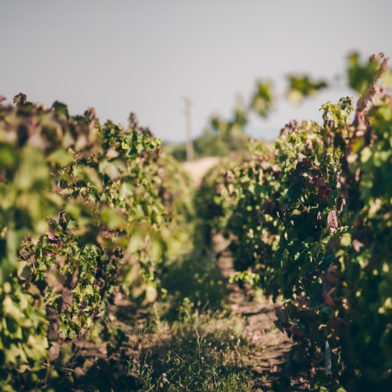  Преживяване за ценители - Тур и дегустация на вина от редки български сортове във Винарска изба Царев Брод от Makaroon