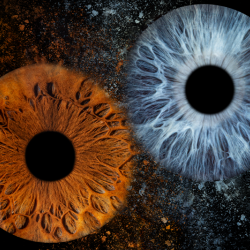 Ирисова Фотография край Бургас – заснемане на един ирис Ирисова Фотография край Бургас – заснемане на един ирис