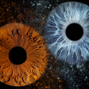 Ирисова Фотография край Бургас – заснемане на един ирис 