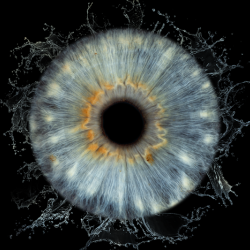 Ирисова Фотография край Бургас – заснемане на един ирис 