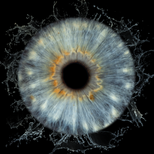 Ирисова Фотография край Бургас – заснемане на един ирис 