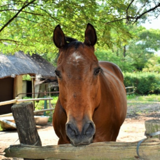 Насладете се на красотата на природата с Разходка на кон край Перник за двама от Makaroon Насладете се на красотата на природата с Разходка на кон край Перник за двама от Makaroon