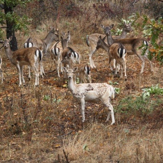 Опознайте природата отблизо с Горско сафари и наблюдение на диви животни край Ихтиман от Makaroon