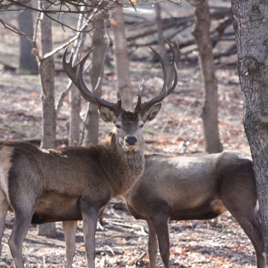 Прекарайте един незабравим ден сред природата със сафари с диви животни, разходка и барбекю край Ихтиман от Makaroon